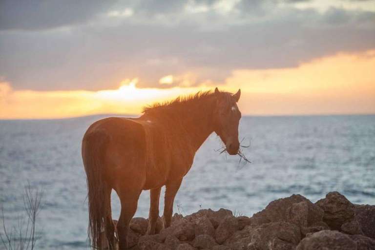 Ancestral Horse Ride on Easter Island trip - alternative tour available