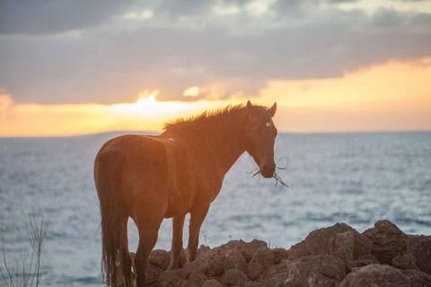 Chile Group Tours: Ancestral Horse Ride On Easter Island