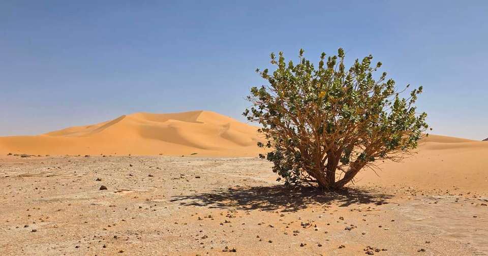 Ancient Algeria and the Sahara Desert - Explore - Algeria - Image 4