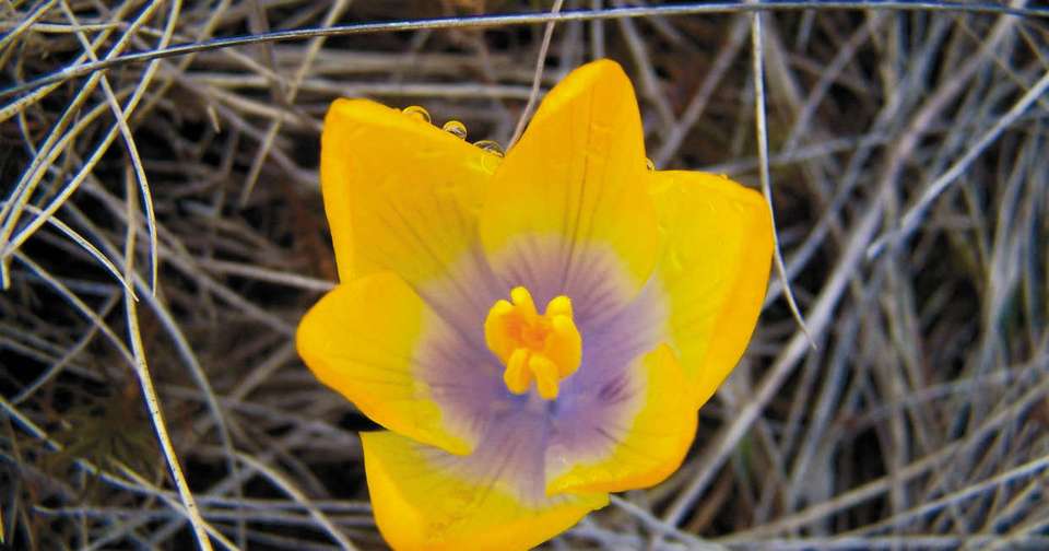 Ancient Macedonia - Explore - Bulgaria