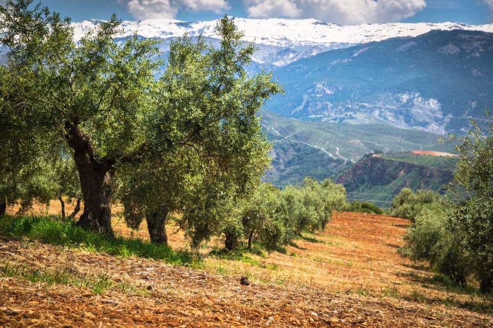 Andalusia Highlights, Self-drive - Destination Services - Spain - Image 10