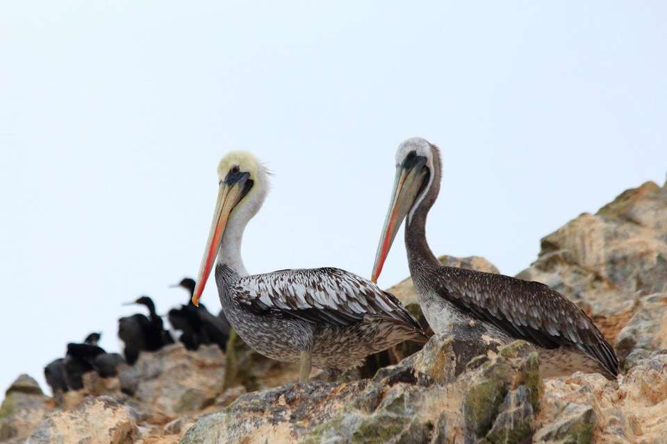 Andean Trilogy, Private Tour - Destination Services - Peru - Image 8