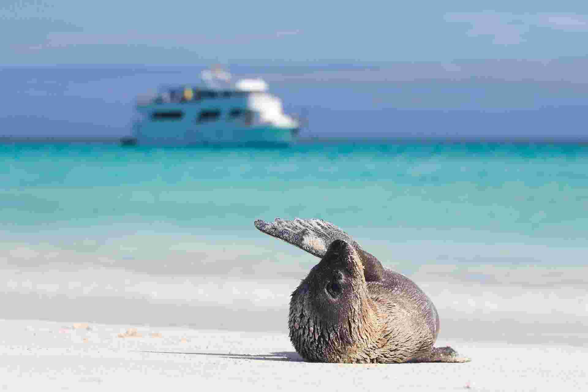 Andes & Galapagos (multi Country)