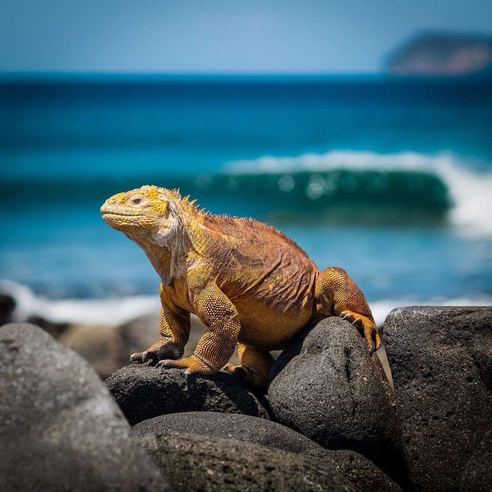 Andes & Galapagos (multi Country) - Destination Services - Peru - Image 18
