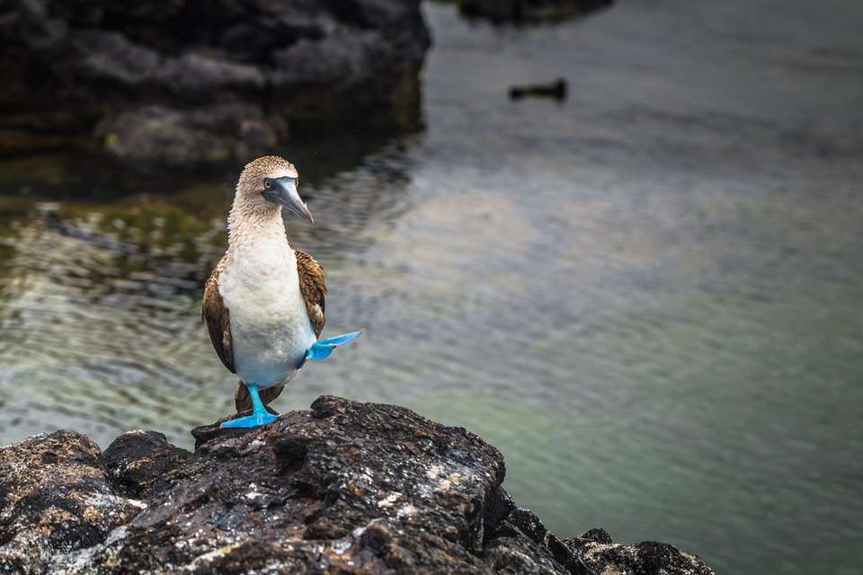 Andes & Galapagos (multi Country) - Destination Services - Peru - Image 16