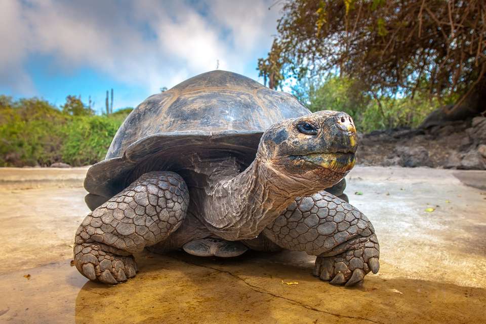 Andes & Galapagos (multi Country) - Destination Services - Peru - Image 14