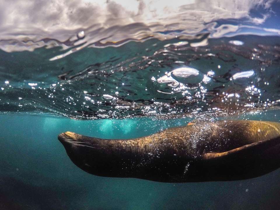 Andes & Galapagos (multi Country) - Destination Services - Peru - Image 13