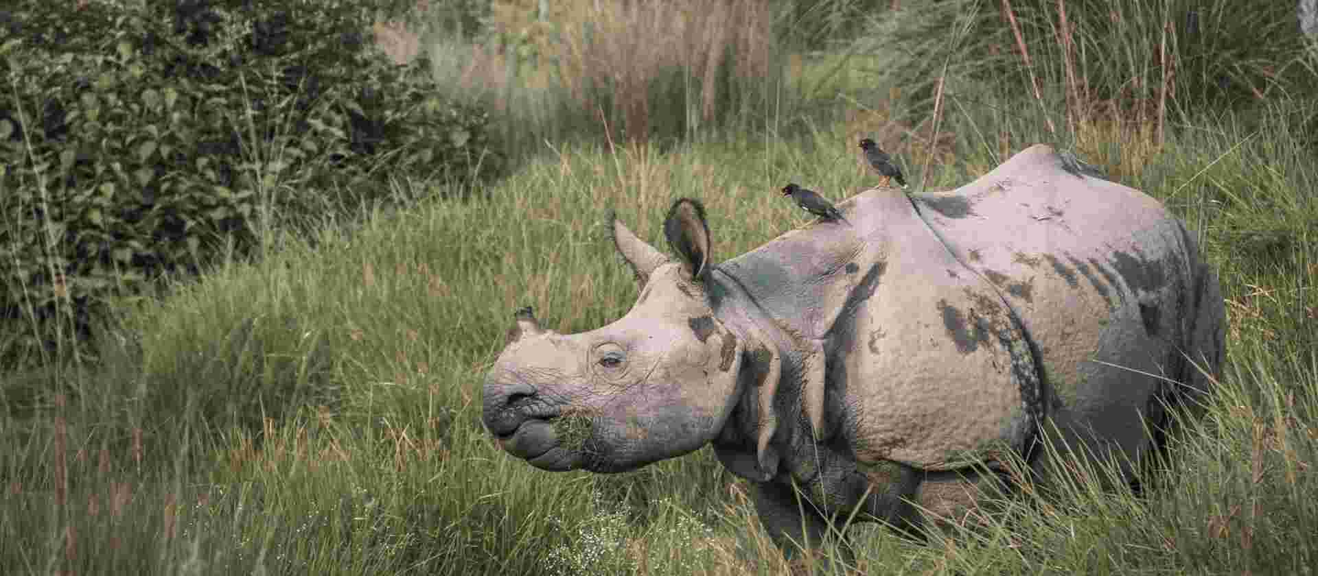 Annapurna Chitwan