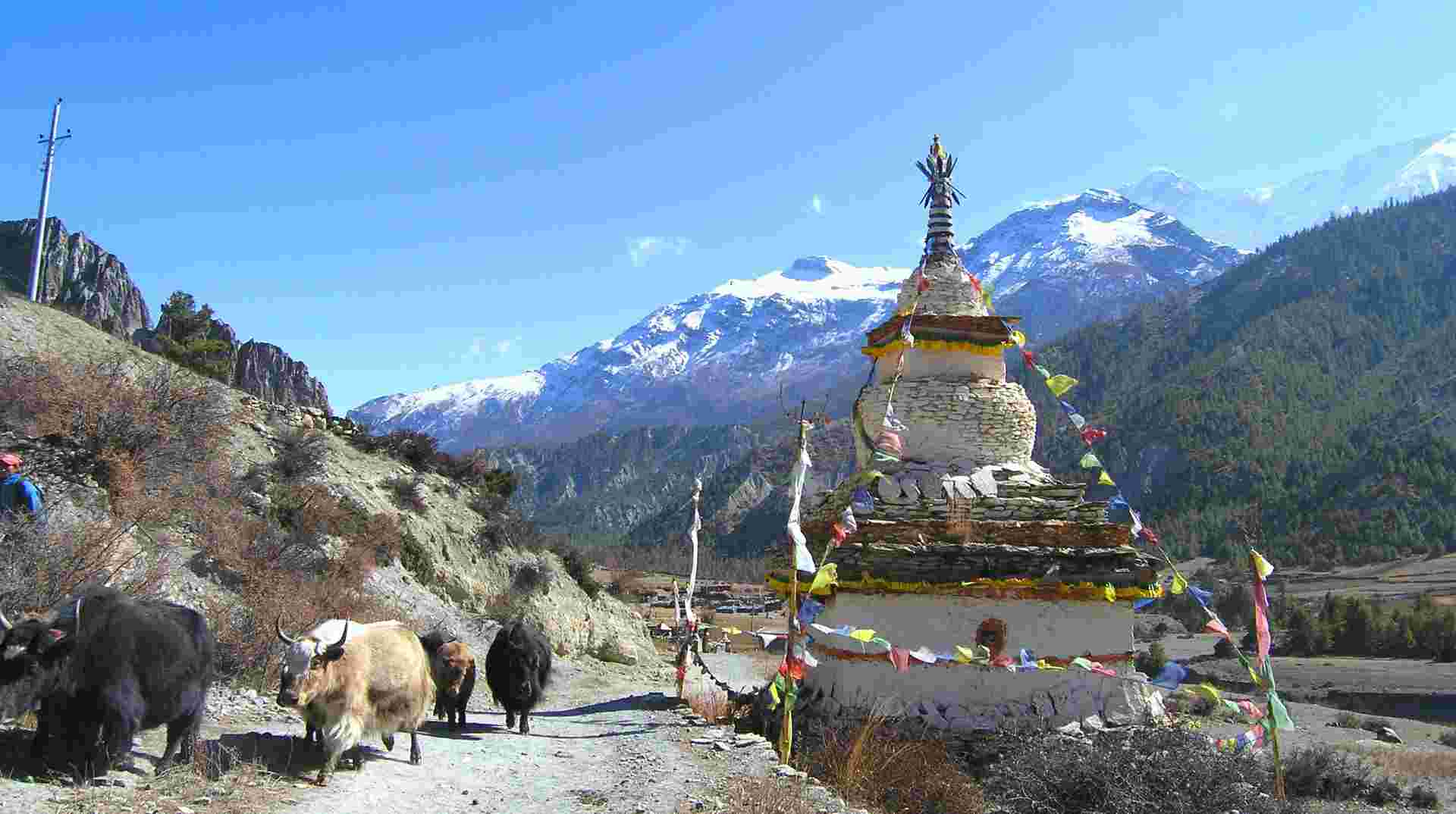 Annapurna Circuit Trek 