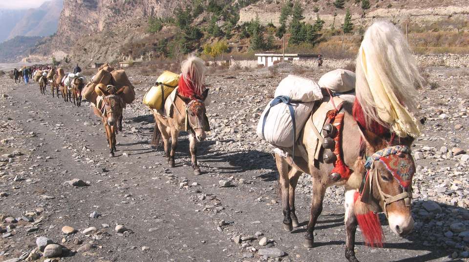 Annapurna Circuit Trek  - Nepal Footprint Holiday Pvt Ltd - Nepal - Image 4