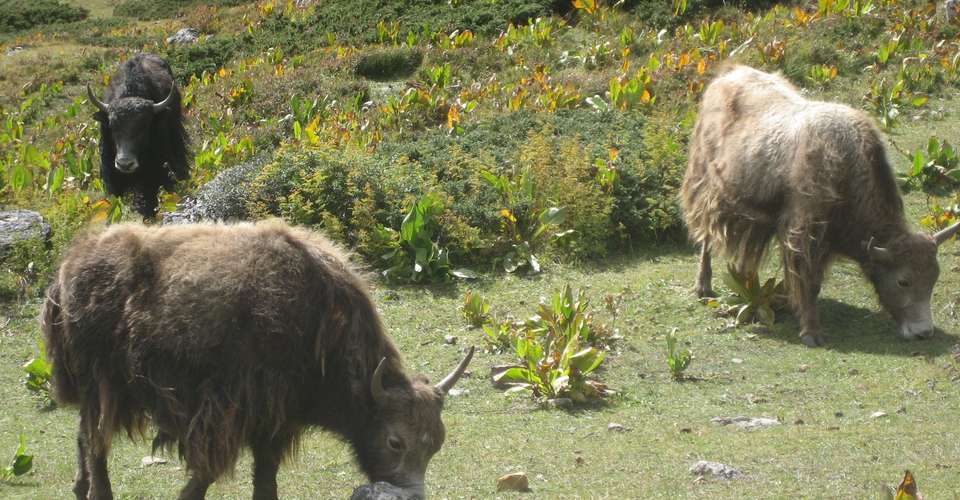 Annapurna Circuit Trek - Nepal Eco Adventure Pvt Ltd - Nepal - Image 4