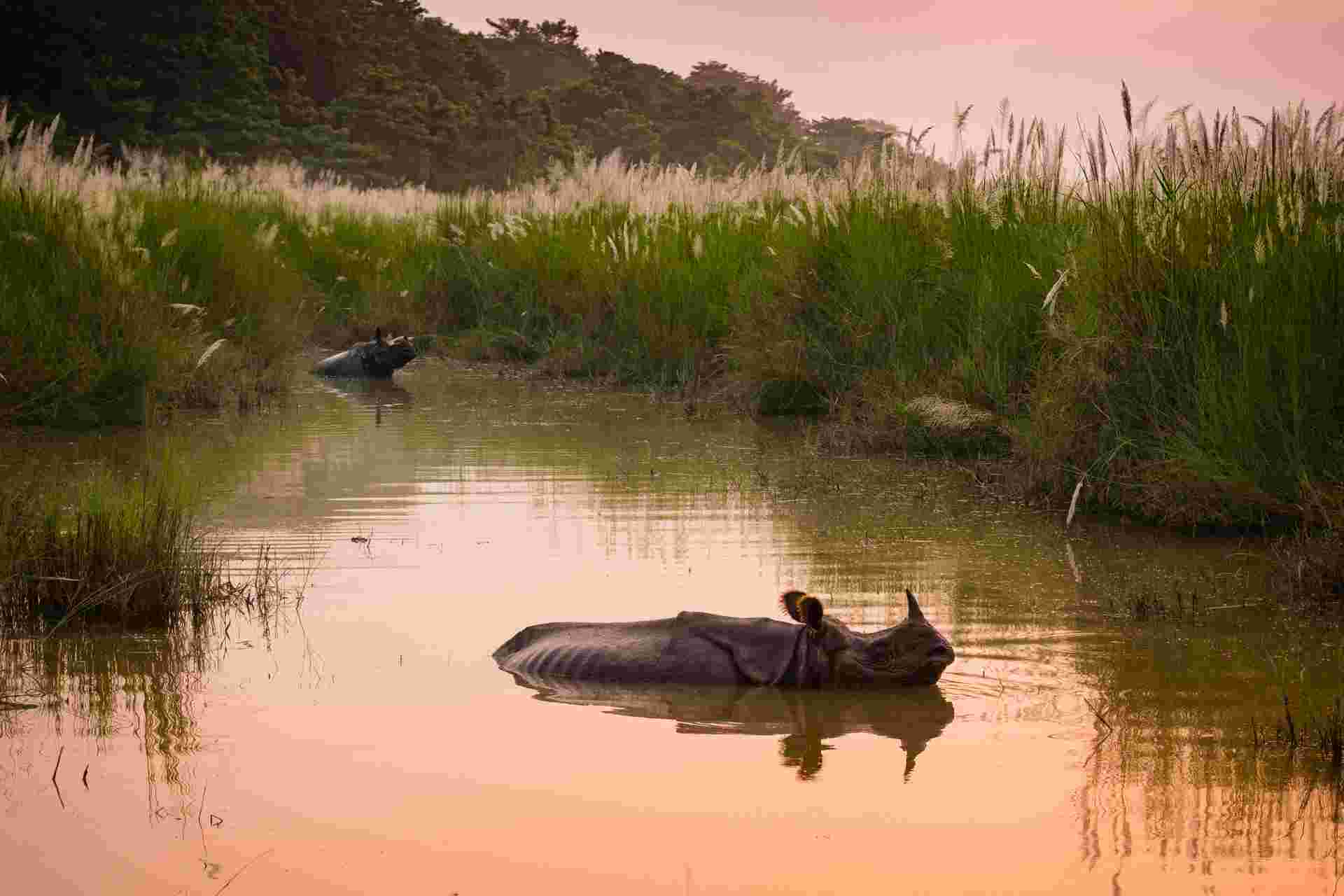 Annapurna to Chitwan: Walks & Wildlife