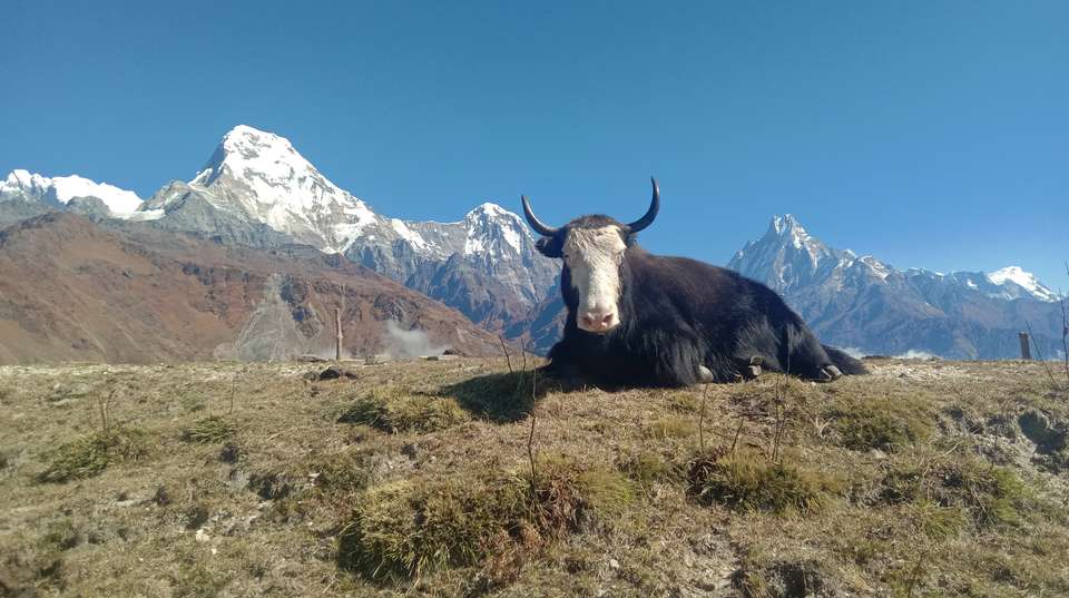 Annapurna View Trek - Mount Adventure Holidays - Nepal - Image 5