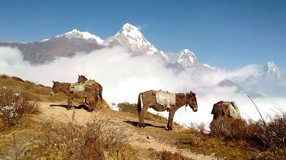 Annapurna View Trek - Mount Adventure Holidays - Nepal - Image 6