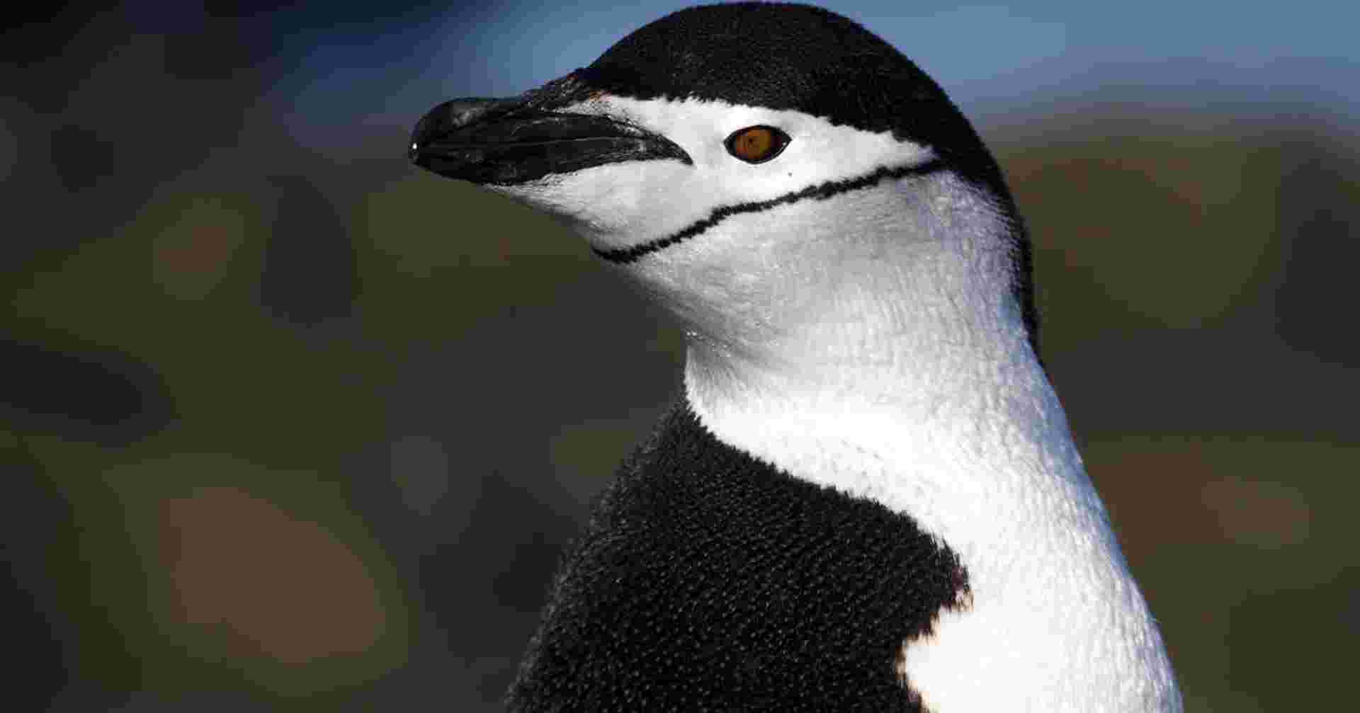 Antarctic Circle - Expedition