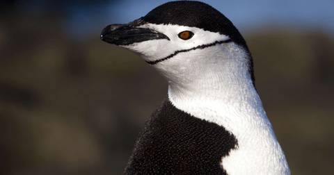 Antarctic Circle - Expedition - December 2025