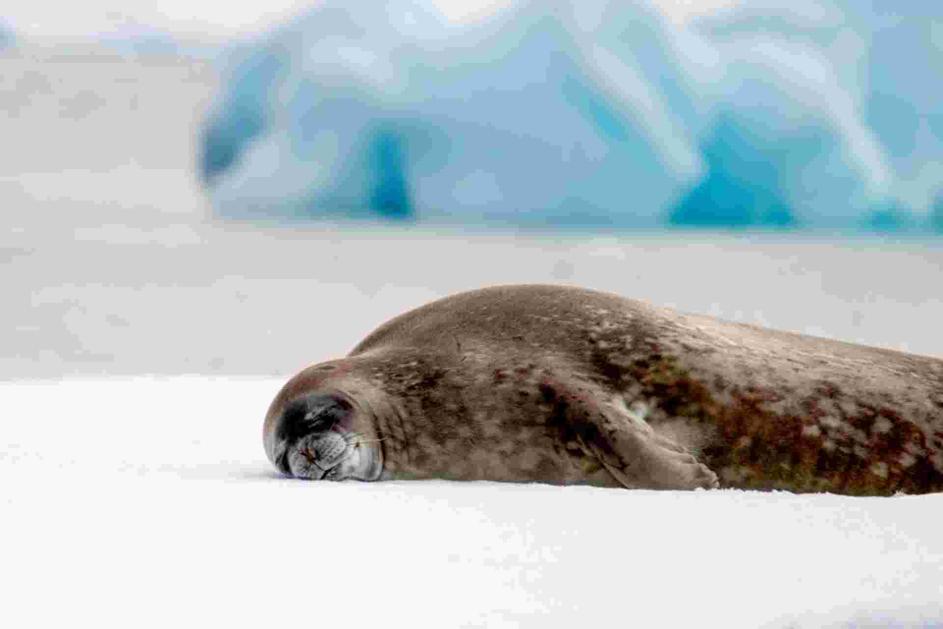 Antarctic Circle, South Georgia and the Falklands - M/V Greg Mortimer