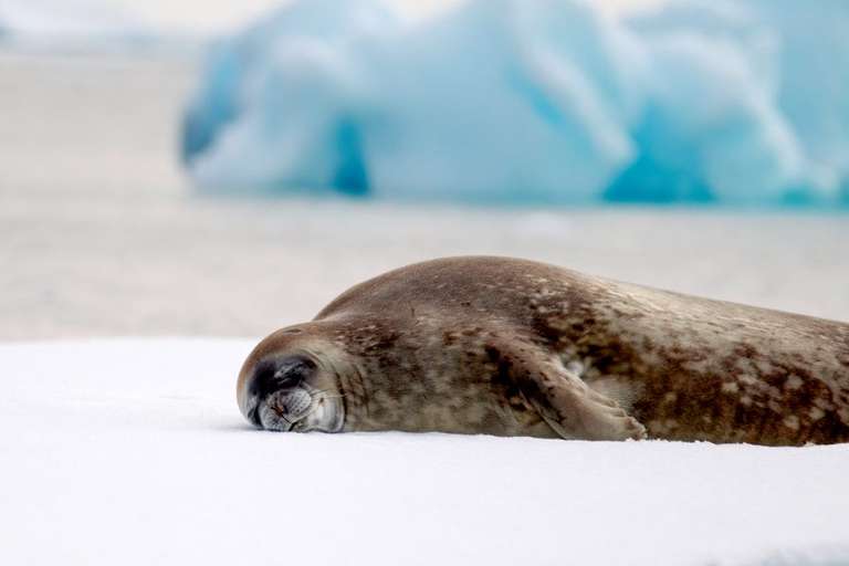 Antarctic Circle, South Georgia and the Falklands - M/V Greg Mortimer trip - alternative tour available
