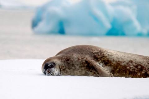 Scandinavia Eco Tours: Antarctic Circle, South Georgia And The Falklands - M/v Greg Mortimer