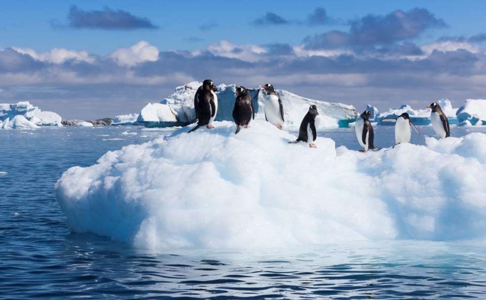 Antarctic Circle, South Georgia and the Falklands - M/V Greg Mortimer - Explore - Argentina - Image 3