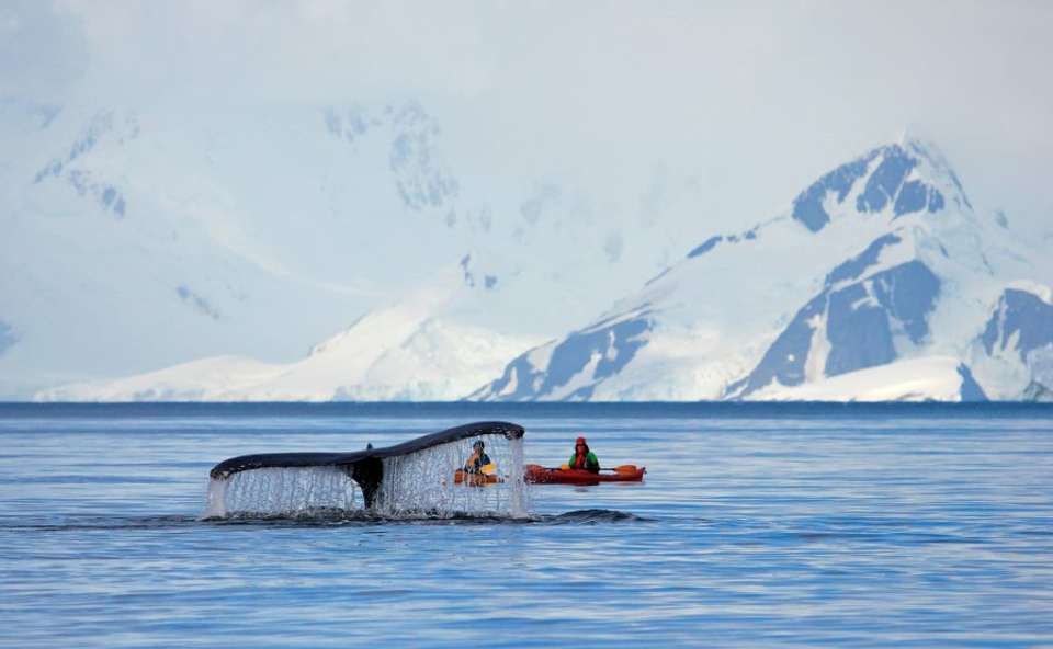 Antarctic Circle, South Georgia and the Falklands - M/V Greg Mortimer - Explore - Argentina - Image 4