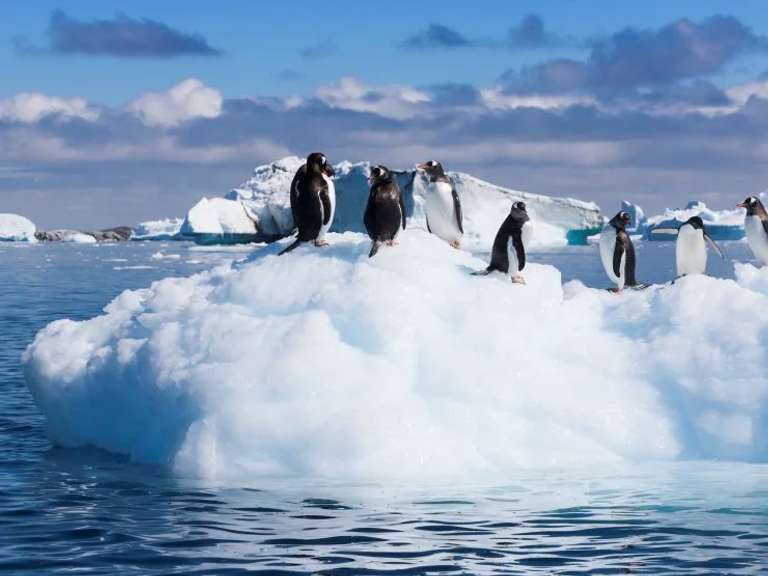 Polar Cruise Tour: Antarctic Circle, South Georgia and the Falklands - M/V Greg Mortimer