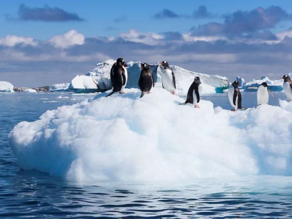 Antarctic Circle, South Georgia and the Falklands - M/V Greg Mortimer - undefined - Image 1