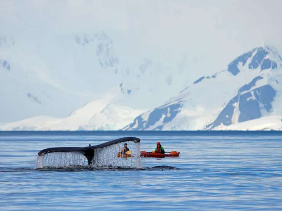 Antarctic Circle, South Georgia and the Falklands - M/V Greg Mortimer - undefined - Image 2