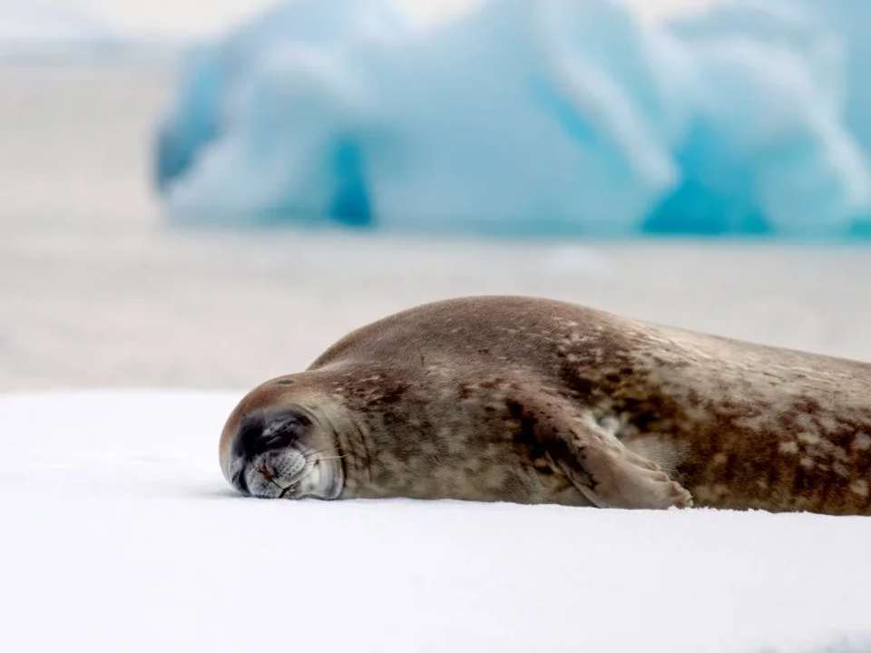 Antarctic Circle, South Georgia and the Falklands - M/V Greg Mortimer - undefined - Image 4