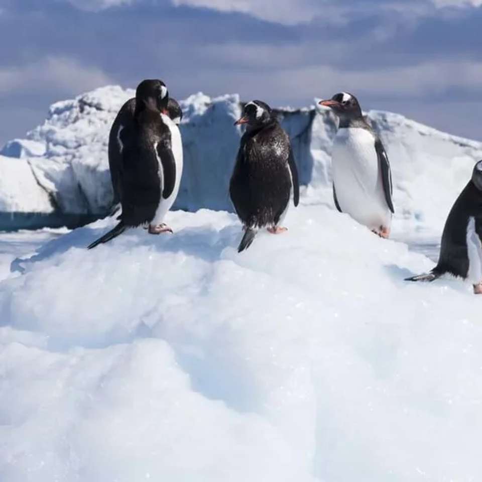 Antarctic Circle, South Georgia and the Falklands - M/V Greg Mortimer - undefined - Image 5