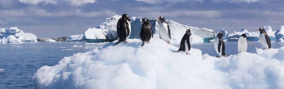 Antarctic Circle, South Georgia and the Falklands - M/V Greg Mortimer - undefined - Image 7