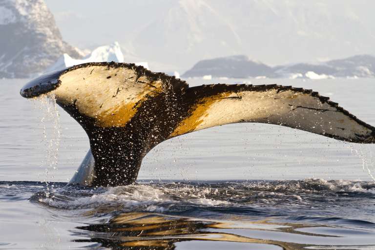 Antarctic Explorer trip - alternative tour available
