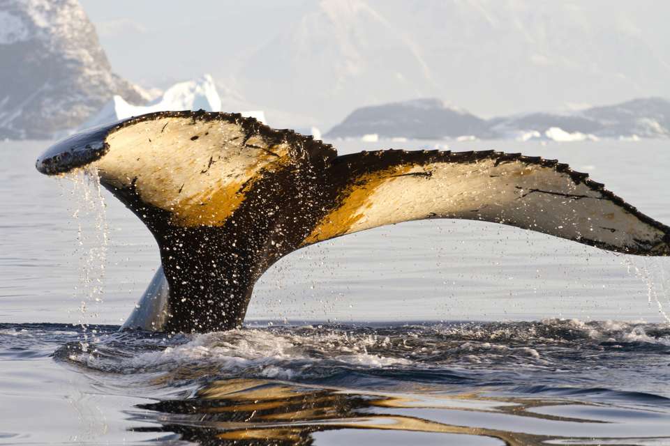 Antarctic Explorer: Discovering the 7th Continent (Ocean Explorer) - Exodus Adventure Travels - Argentina - Image 1