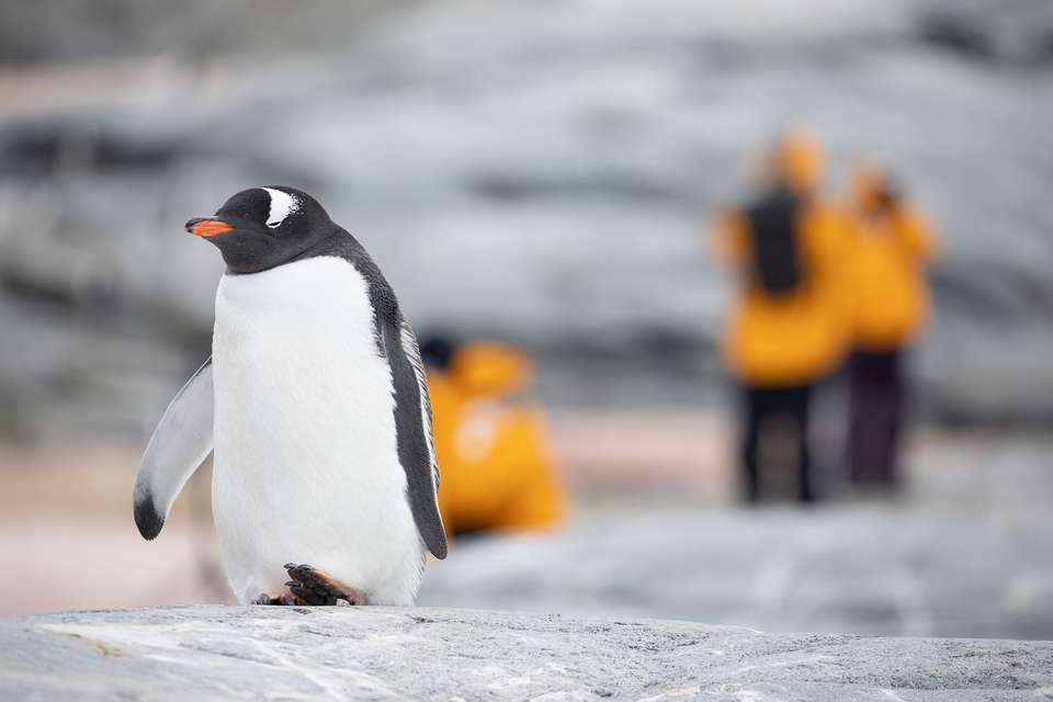 Antarctic Explorer: Discovering the 7th Continent (Ocean Explorer) - Exodus Adventure Travels - Argentina - Image 5