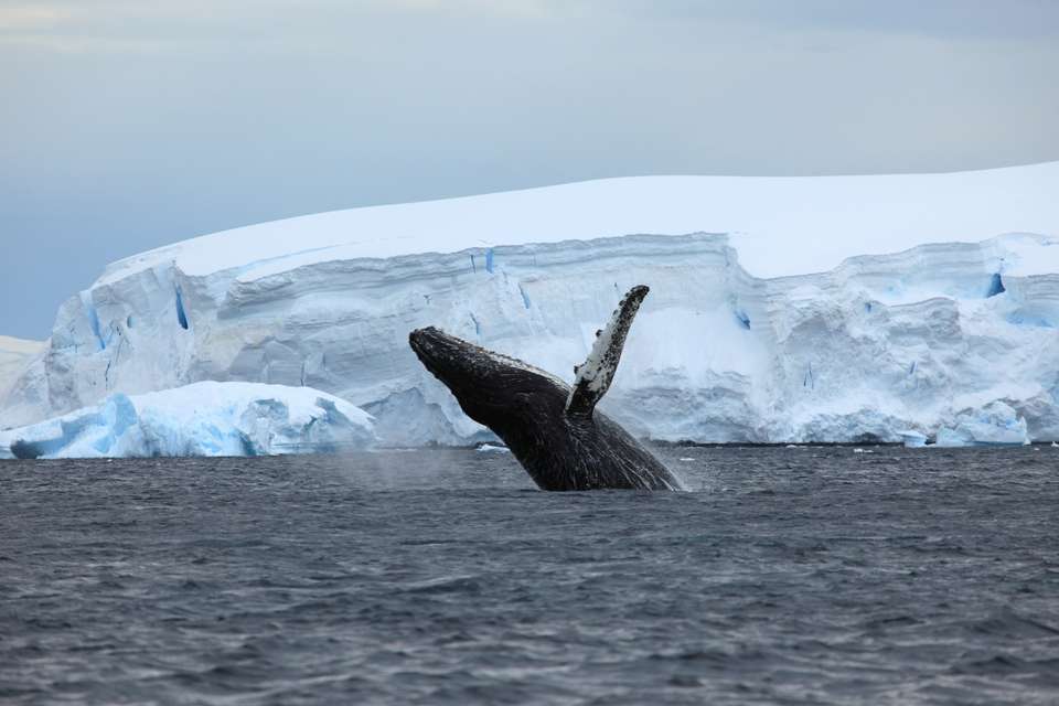 Antarctic Explorer: Discovering the 7th Continent (Ocean Explorer) - Exodus Adventure Travels - Argentina - Image 11