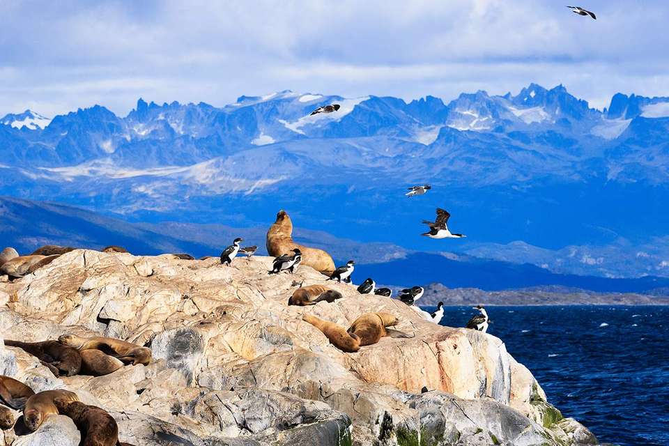 Antarctic Explorer: Discovering the 7th Continent (Ocean Explorer) - Exodus Adventure Travels - Argentina - Image 12