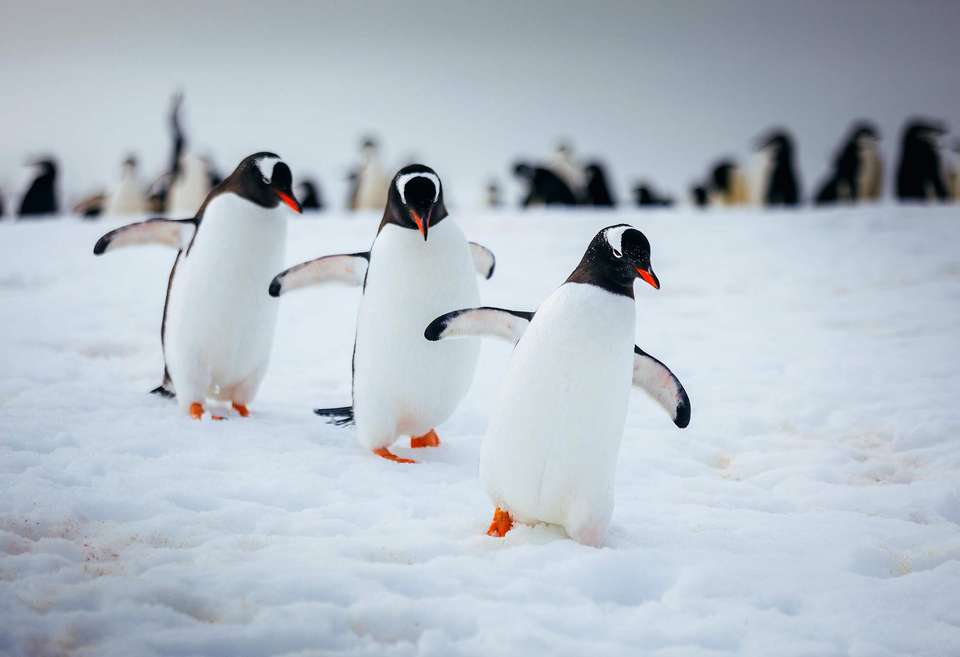 Antarctic Explorer: Discovering the 7th Continent (Ocean Explorer) - Exodus Adventure Travels - Argentina - Image 13