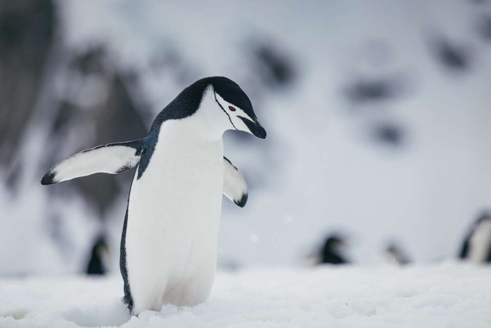 Antarctic Explorer: Discovering the 7th Continent - undefined - Image 2