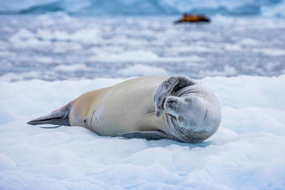 Antarctic Explorer: Discovering the 7th Continent - undefined - Image 11