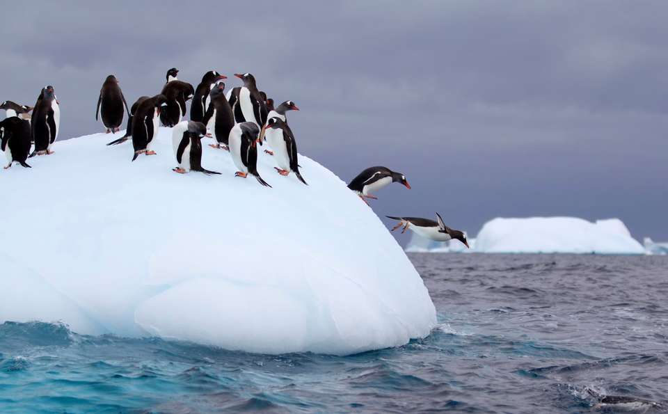 Antarctic Explorer: Discovering the 7th Continent (World Voyager) - Exodus Adventure Travels - Argentina - Image 5
