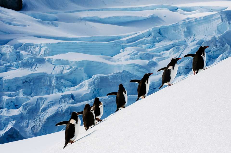 Antarctic Explorer: Discovering the 7th Continent (Ultramarine) - Exodus Adventure Travels - Argentina - Image 2