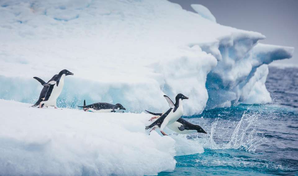 Antarctic Express: Crossing the Circle - Exodus Adventure Travels - Chile - Image 6