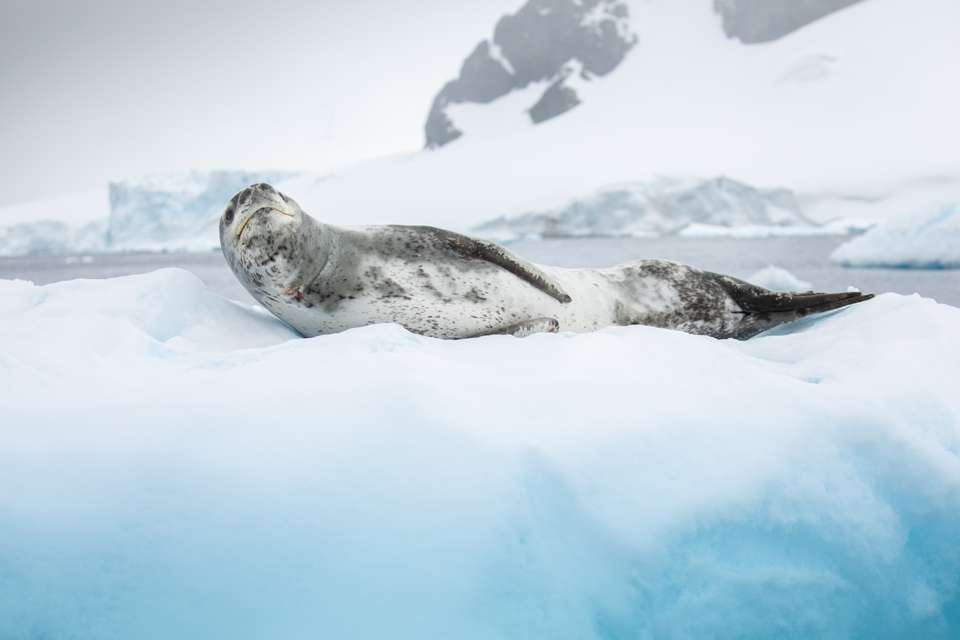 Antarctic Express: Crossing the Circle - Exodus Adventure Travels - Chile - Image 11