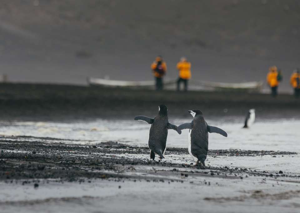 Antarctic Express: Cruise South, Fly North - Exodus Adventure Travels - Chile - Image 6