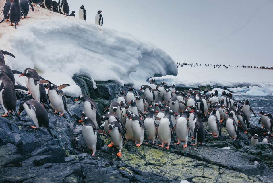 Antarctic Express: Cruise South, Fly North - Exodus Adventure Travels - Chile - Image 7