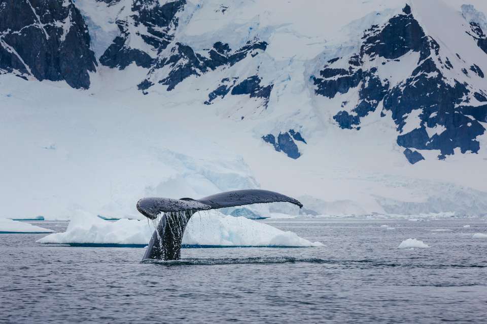 Antarctic Express: Cruise South, Fly North - Exodus Adventure Travels - Chile - Image 8