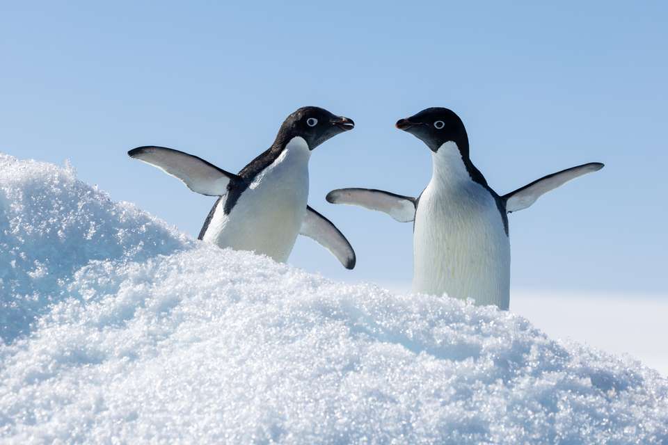 Antarctic Express: Fly South, Sail North - Exodus Adventure Travels - Chile - Image 12