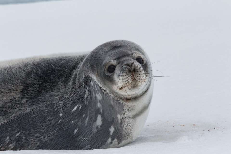 Antarctic Express: Fly South, Sail North - Exodus Adventure Travels - Chile - Image 13