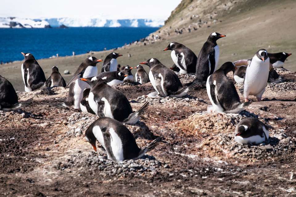Antarctic Express: Fly South, Sail North via Buenos Aires - Exodus Adventure Travels - Chile - Image 13