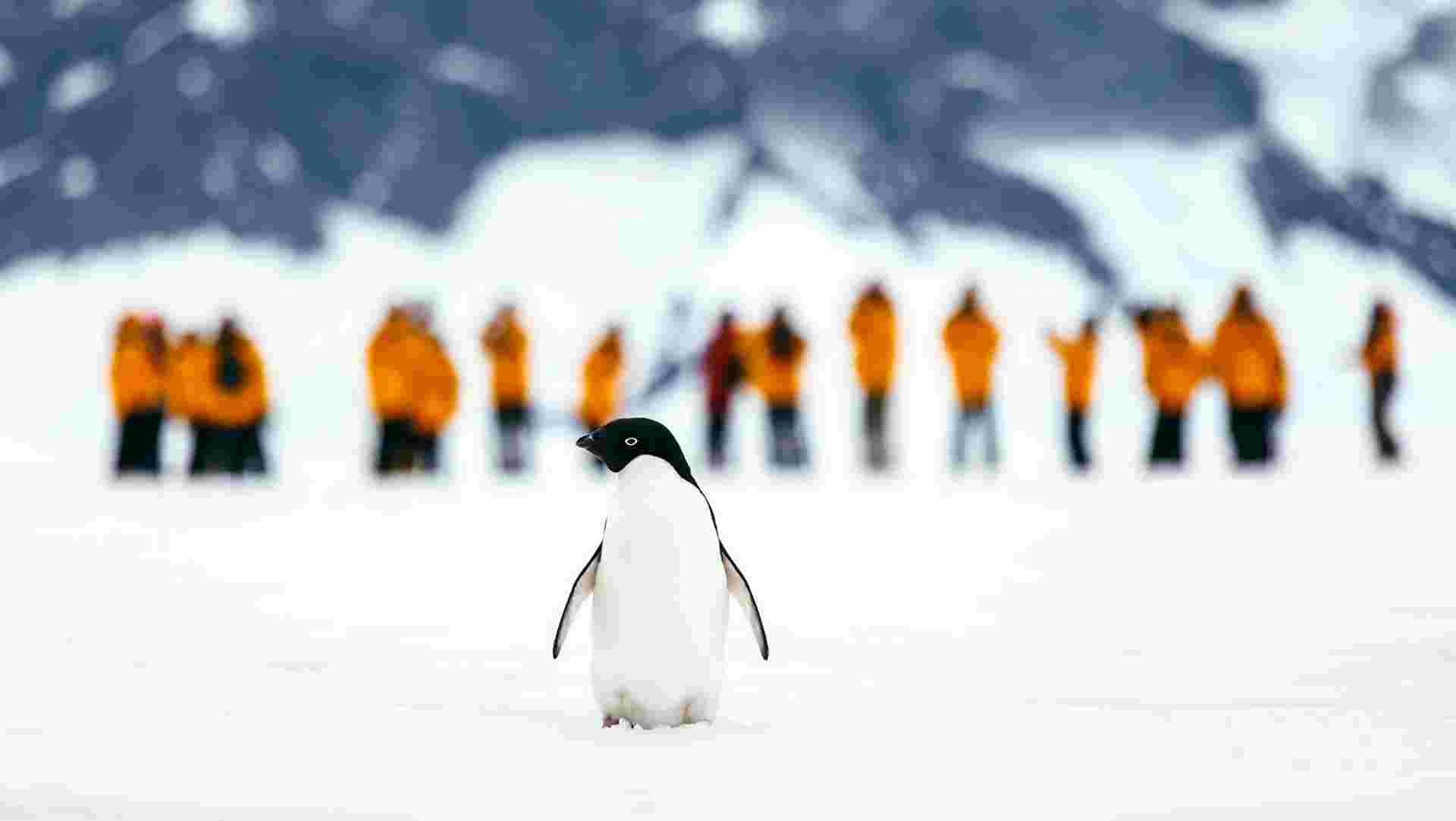 Antarctic Express: Fly the Drake